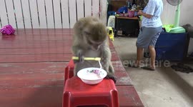 Monkey drinks coconut milk from bowl in Thailand