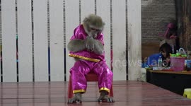 Monkey plays with toy guitar in Thailand