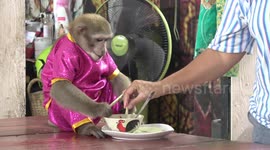 Monkey eats pieces of fruit at tourist park in Thailand