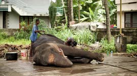 Pet Elephant Enjoys Spa Treatment,Mahout Scrubs and Rejuvenate Elephant