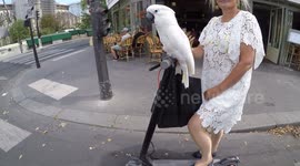 Pet parrot rides on scooter handlebars in the streets of Paris