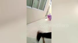 King cobra sparks panic after slithering into office during night shift