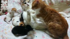 Big Son Force Play Mummy