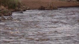 Crocodile attacks zebra