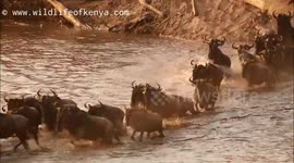 Wildebeest herd crossing Mara river in east Kenya