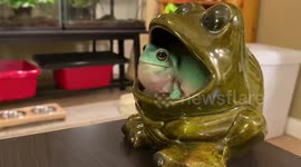 Frogs realises he echoes when croaking in this frog-themed bowl