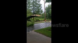 Derecho slams Chicago, massive trees snapped in half in Windy City due to destructive weather