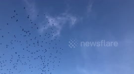 Flock of birds soar in the sky