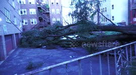 Downed trees after derecho storm sweeps through Chicago