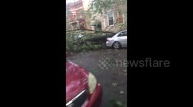 US: Downed Trees In Chicago After Reports Of Tornado