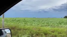 US: Cornfield Flattened Due To Gale-Force Winds In Iowa
