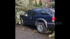 US: Downed Trees In Chicago After Reports Of Tornado 2