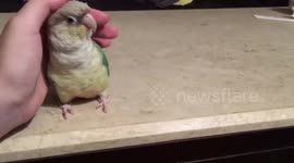 My little bird in need of cuddles