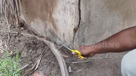 Cobra that was struck in fishing the net was  rescued without injuries in South India