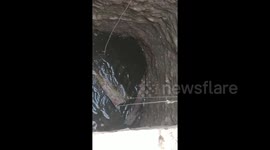 Peacock rescued by villagers after falling into 50-foot-deep well in northern India