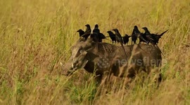 Flock of birds congregating on the back of warthog