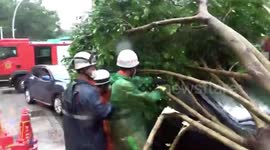 Chinese firefighters rescue motorists after car gets buried under tree blown down by typhoon Mekkhala
