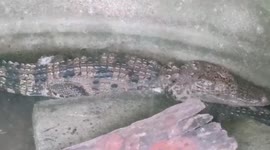 Two baby crocodiles escape during storm in Thailand and shelter in Buddhist monk's toilet