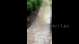 US: Downed Trees In Long Grove, IL, After Reports Of Tornado