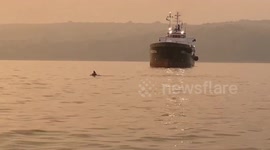 Dolphins playing in the sunset in Weymouth Bay