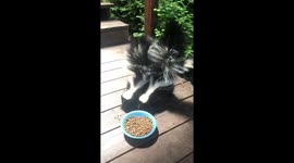 Cute skunk barges in to interrupt friends' meal at sanctuary in California