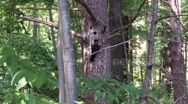 Pileated Woodpecker