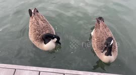 Feeding Geese, Cape Cod Marina