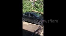 Trees topple on top of cars in Chicago after derecho sweeps Windy City