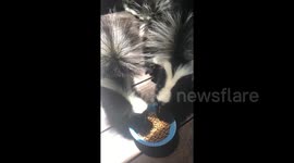 Skunks smash cat food in spirited fashion in Santa Cruz, California