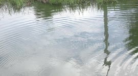 Are roosters, ripples and reflections a relaxing way to start your day?