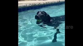 Sun’s Out Fun’s Out, Puppy Enjoys The Best Day Of Her Life