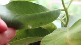 Monarch Butterfly Eggs That Hatched into Caterpillars