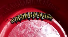 Battle of the Stink Bug AKA Monarch Caterpillar Slayer