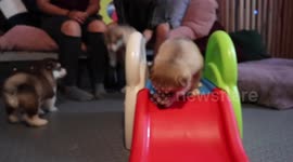 Cutest Three Week Old Alaskan Malamute Puppies