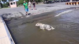 In a Heatwave my Alaskan Malamute must have her Daily Swim