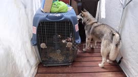 Alaskan Malamute Sojou meets our new Chicks