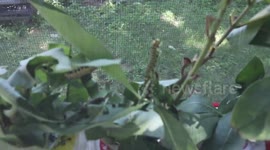 Saving Monarch Butterflies Daily Care Routine