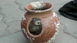 Cobra caught slipping into bird cage in western India
