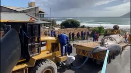 Washed-up whale carcass removed from Cape Town beach