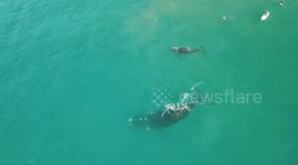 A Dutch couple managed to capture the moment a pair of whales surprised a group of surfers an Australian beach