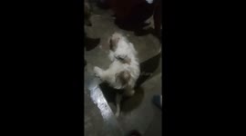 Wookie Eating Behavior