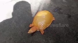 Locals rescue rare yellow turtle from paddy field in eastern India