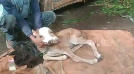 Mutant baby cow with two heads being hand-reared in Indonesia