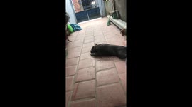 Dog sits on another dog
