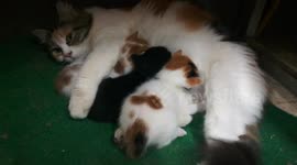 Mummy Surround Her Triplets In Carring Breastfeeding