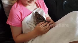 During Lockdown Trinity Handreard Some quail from Eggs now Look after lockdown