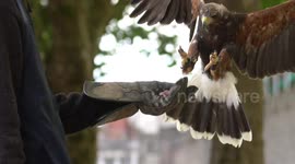 Photographer Teams Up With Falconers To Capture Beautiful images of a Harris Hawk Flying Around Cardiff