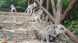 Hungry monkey troops