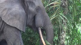 Elephant snacks on tree branches in Congo rainforest — and an explanation of the positive power of their poop!
