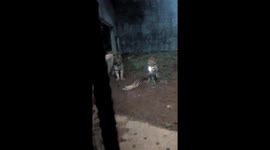 Little Cat Playing With 2 Tigers
